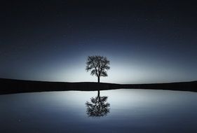 Reflection of a lonely tree in a lake