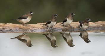 birds are reflected in the water