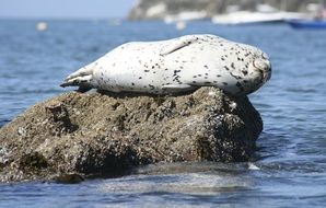 seal lying on a rock in the ocean