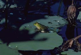 frog sitting on a lily leaf in a pond
