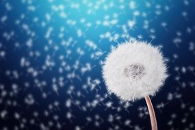 White dandelion with seeds on a blue background