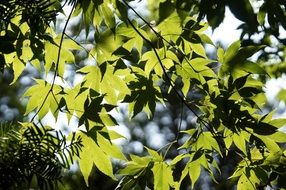 green maple leaves in the sun