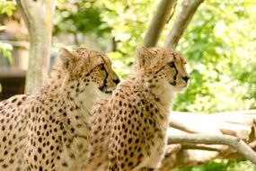 Two cheetahs in the national park in kenya