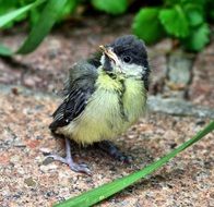 yellow gray little bird on the sand