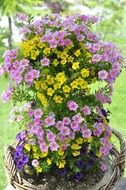 flower plant with purple and yellow flowers