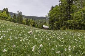 green field with white flowers