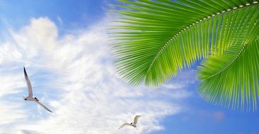 seagulls, green palm and blue sky