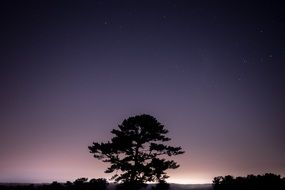 Outline tree sunset night view