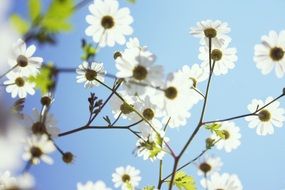 bloom white flowers on sky background