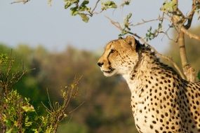 cheetah hunting