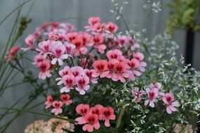 flowers pink blooms macro photo