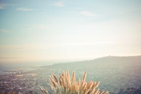 wheat on the background of a mountain landscape