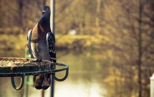 pigeon sitting on a manger in a park