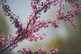 blooming purple flowers on a branch in spring