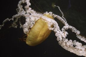Yellow jellyfish in dark ocean