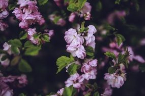 blooming of prolific tree