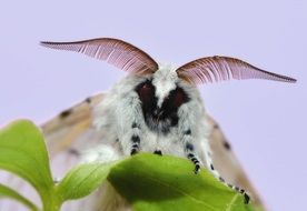 colorful moth butterfly close up