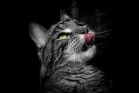 grey cat looking up and licking