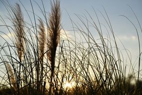 grass growth at the sunset view