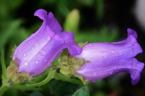 Rain drops on the violet flowers