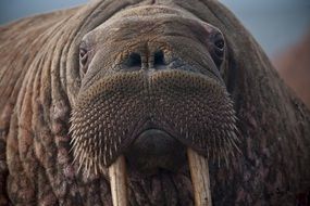 close-up portrait of wild walrus muzzle