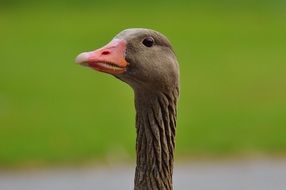 photo of a brown goose with a red beak