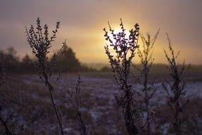 agricultural field in winter