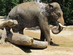 picture of the elephant in the wildlife