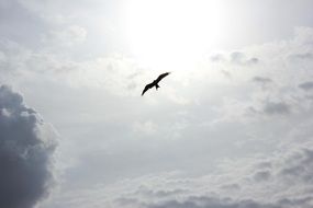 Free flight of birds under the clouds