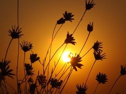 east sun flowers