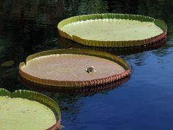 frog lily pad water green nature