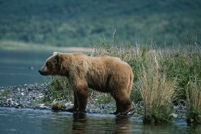 brown bear