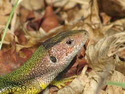 Portrait of lizard green