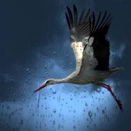 A stork flies over a field in the rain