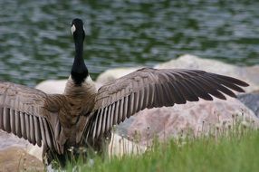 back view of a goose with wings spread