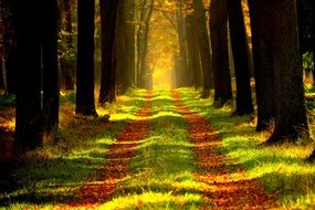 forest way path in Red leaves