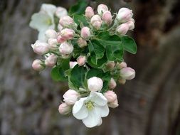 spring apple blossom close up