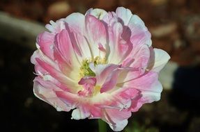 blooming pink-white rosehip bud
