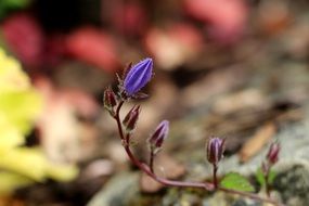 violet bud of a wild plant