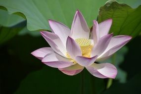 Gentle lotus flower plant on green leaf