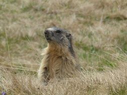 groundhog on a rural field