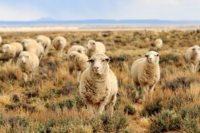 nice sheeps grazing