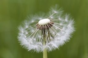 Dandelion flower in the summer