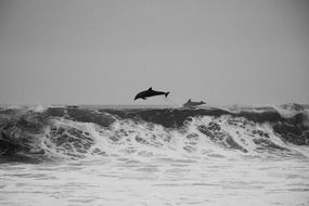 dolphins over a huge wave