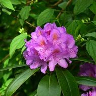 bright rhododendron bush