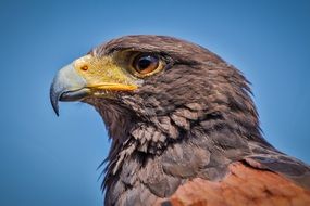 harris hawk parabuteo unicinctus portrait