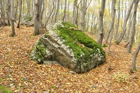 autumn forest stone nature