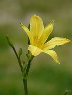 yellow lily in the garden