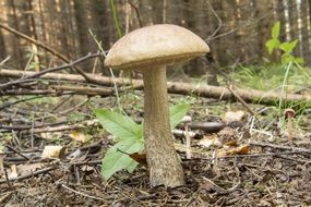 rough stemmed bolete in the forest