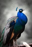 amazing peacock bird